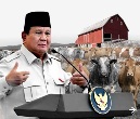 PRESIDEN PRABOWO KIRIM SAPI KURBAN KE KALSEL: DISBUNNAK PASTIKAN DISTRIBUSI LANCAR JELANG IDUL ADHA