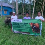 Penyaluran Hewan Kurban oleh PT Hanwha Mining Services Indonesia di 2 lokasi Kabupaten Tapin